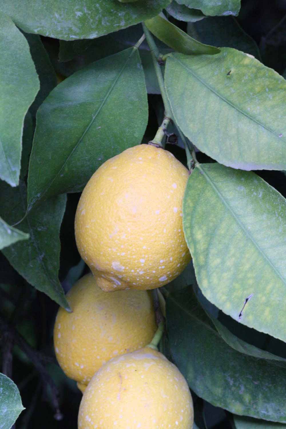              Fruit (Lindcove, CA)       